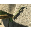 Eidechse, Reptil