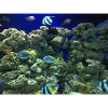 Poissons