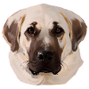 Kangal