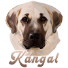 Kangal Anatolian shepherd