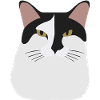 Schwarzköpfige graue Katze