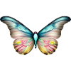 Papillon Animal Insecte Papillon