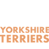 Coffee And Yorkshire Terrier