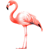 Iki le flamant rose