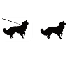 Online Offline Australian Shepherd Dogs Aussies
