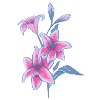 Lilies