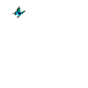 Mouette au papillon
