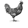 Farmer Farmer Chickens Hen Gift