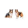 Cadeaux Collie