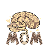 Königspython Schlange Ball Python Geschenk