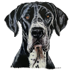Great Dane - Dänische Dogge