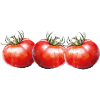 Tomatoes 3