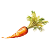 carrot
