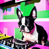 Boston Terrier DJ