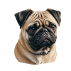 Pug