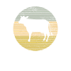 Vache