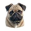 Pug
