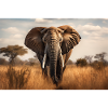 Elefant i Savannah Afrika Fotografi Art