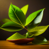 Green Tea Leaves