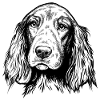 Irish Setter Portrait sw