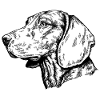 Scenthound Portrait