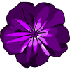Purple blooming flower