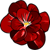 Beautiful red bloom