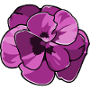 Belle floraison pourpre