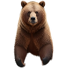Brown bear