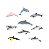 Delfin Arten Delphine Geschenk Ozean