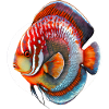 Diskus