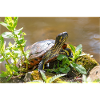 Yellow-bellied slider Gelbbauch-Schmuckschildkröte