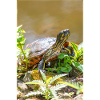 Yellow-bellied slider Gelbbauch-Schmuckschildkröte