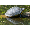 Yellow-bellied slider Gelbbauch-Schmuckschildkröte