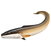 Eel