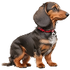 Dachshund