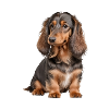 Dachshund