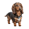 Dachshund