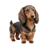 Dachshund