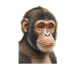 Chimpanzee