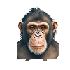 Chimpanzee