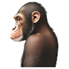 Chimpanzé