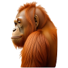 Orangutan