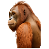 Orangutan