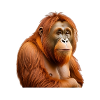 Orangutan
