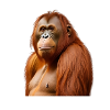 Orangutan