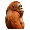 Orangutan