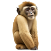 Gibbon Monkey