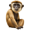 Gibbon monkey