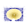 Golden Peacock